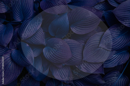 Creative hosta plant leaves background with place for your text. Botanical surface. Wallpaper or poster with leaf.