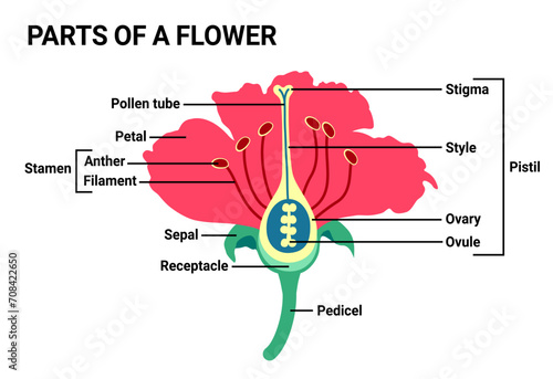Parts of a flower vector illustration, flower diagram, useful for school and student, education biology and botany science.