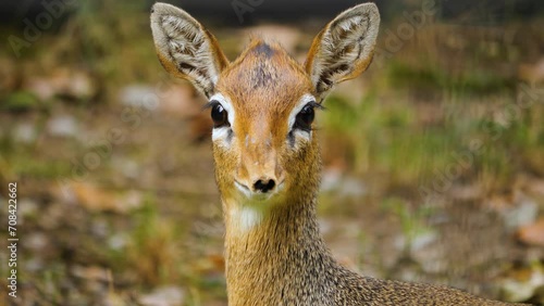 Close up of a dik dik antelope standing on a meadow and looking around	in autumn photo