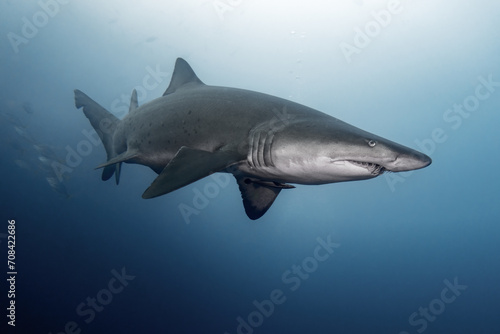 Sand tiger shark (Grey nurse shark) © andriislonchak