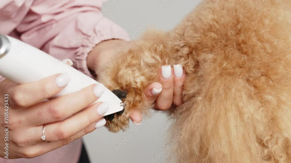 Slow motion. The groomer carefully cares for the little puppy's claws and paws. Nail trimming, hygiene. Puppy health, care procedures. Grooming salon treatment of animal paws. Examination at the veter Slow motion. The groomer carefully cares for the little puppy's claws and paws. Nail trimming, hygiene. Puppy health, care procedures. Grooming salon treatment of animal paws. Examination at the veter