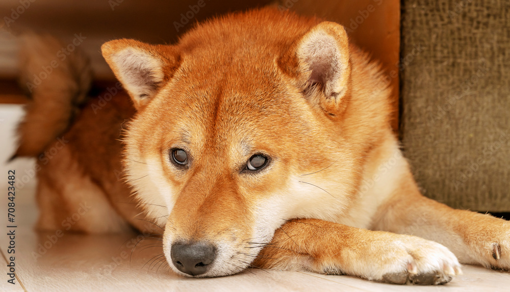 Shiba Inu's dog under the sofa in the house