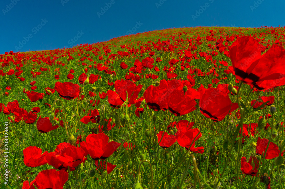 Obraz premium Scarlet poppies dominate the landscape, their fiery hues standing out against the azure sky above.