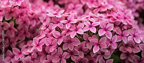 pink pentas flowers photo