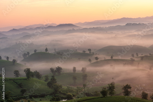 Fototapeta Naklejka Na Ścianę i Meble -  Sunrise on Long Coc tea hill, Phu Tho province, Vietnam.