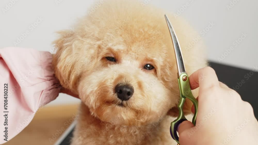 A professional pet groomer gives a cute haircut to a poodle dog with ...