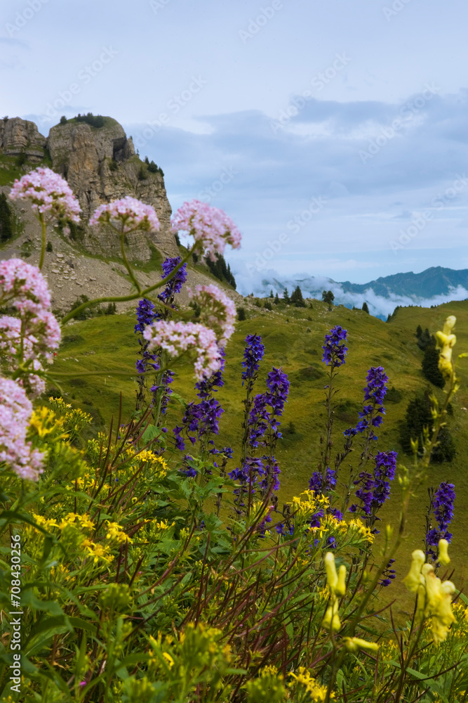Obraz premium Bernese Oberland, Switzerland: with the Oberberghorn in the background: alpine wildflowers include Yellow Aconite or Yellow Monk's-hood, Larkspur, Great Yellow Gentian and Greater Burnet Saxifrage