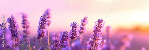 Aromatherapy Sale Banner Featuring Soft-Focused Flowers and the Benefits of Harvesting and Using this Frag photo