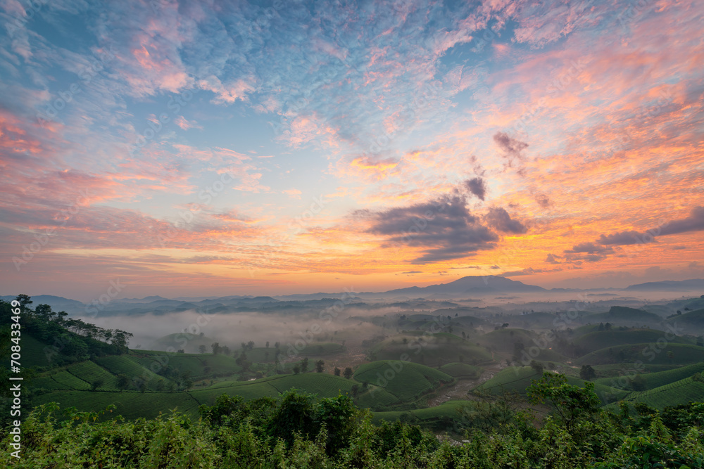 Fototapeta premium Sunrise on Long Coc tea hill, Phu Tho province, Vietnam.