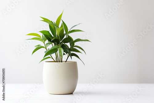 Potted Plant on White Table, A Simple and Refreshing Home Décor