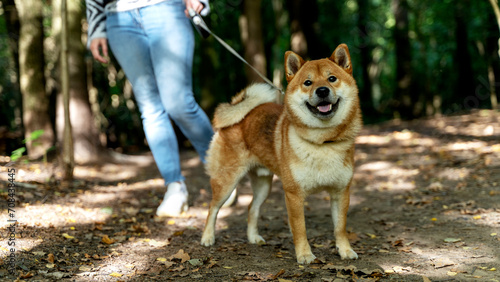 A girl with a dog, Shiba Inu, walks in the park