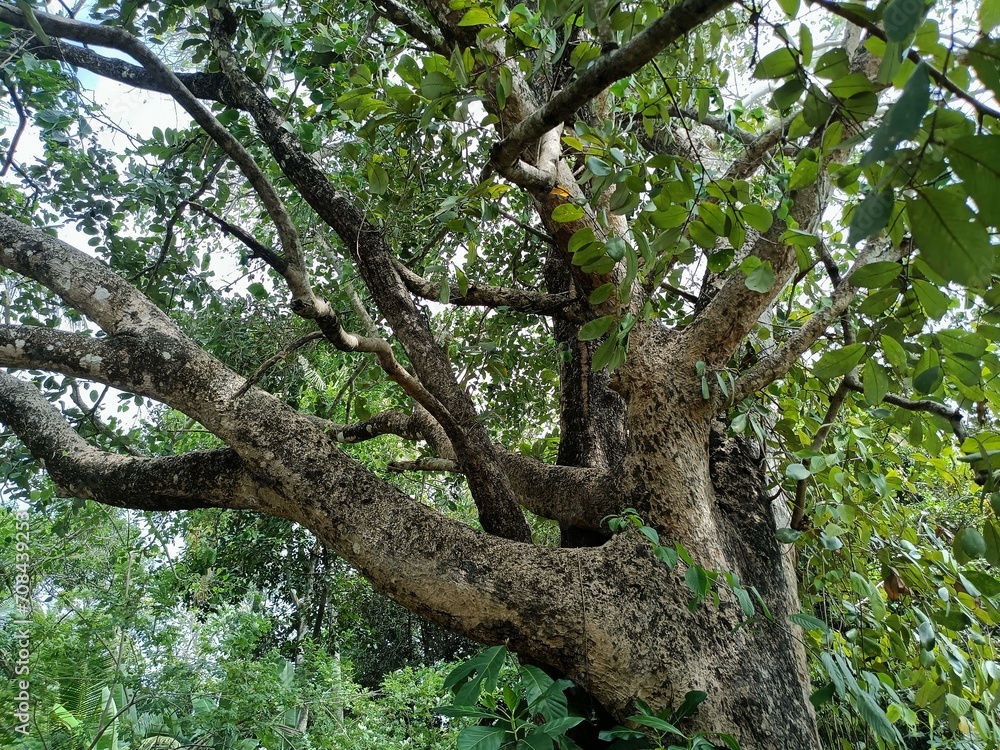 tree is a perennial plant with an elongated stem, or trunk, usually supporting branches and leaves. tree is a perennial plant with an elongated stem, or trunk, usually supporting branches and leaves.