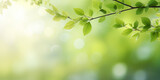 Beautiful green leaves on blurred background, Green leaves background nature abstract for spring and summer season wallpaper, 
