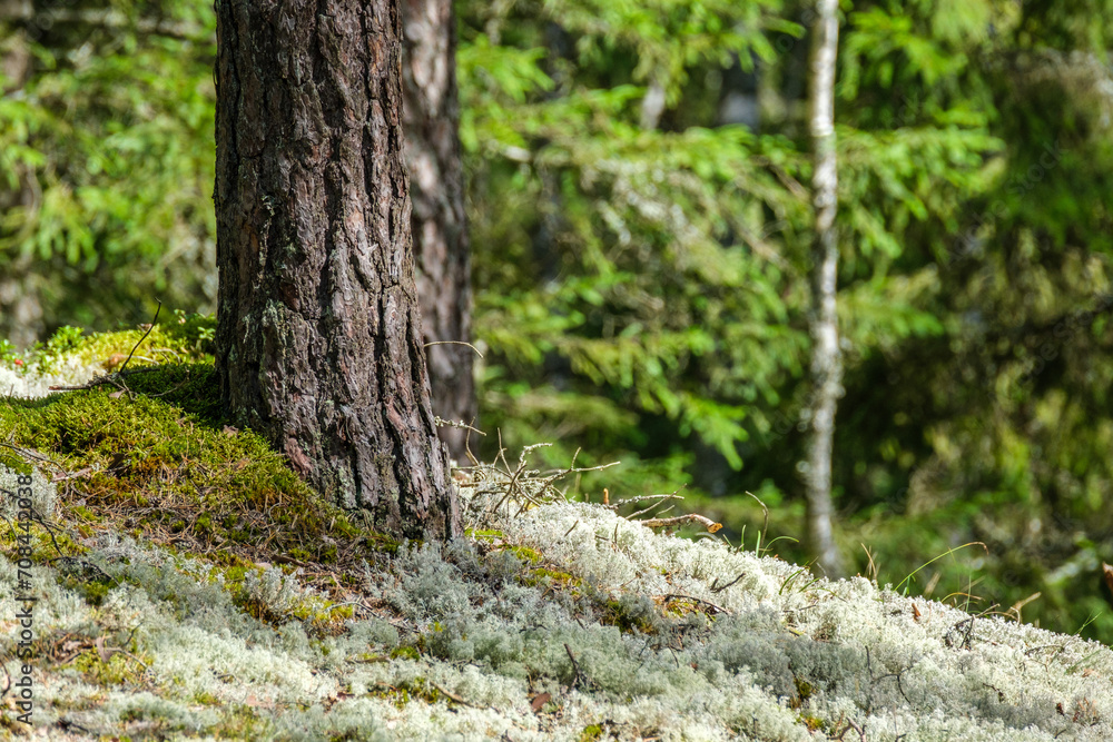 moss covered tree trunks in wild forest moss covered tree trunks in wild forest
