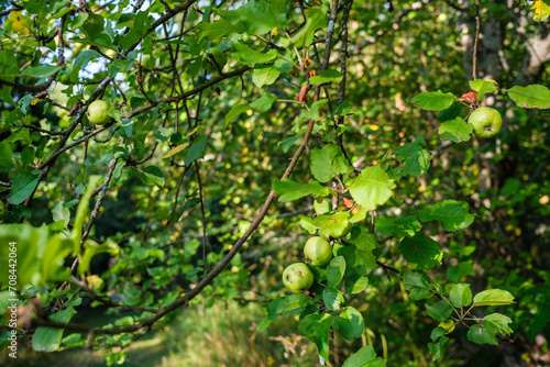 apple tree with fruits in late autumn