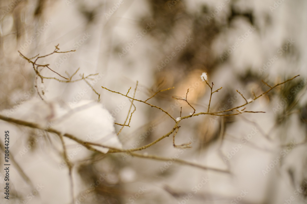 abstract bits of nature in winter snow