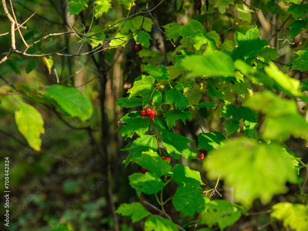 Obraz premium apple tree with fruits in late autumn