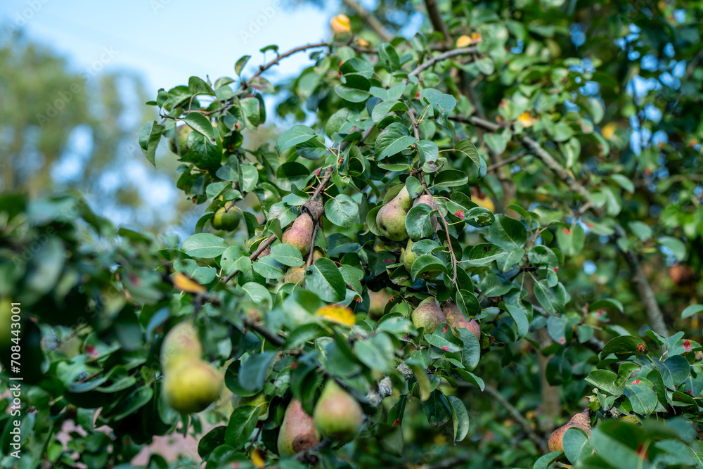 apple tree with fruits in late autumn