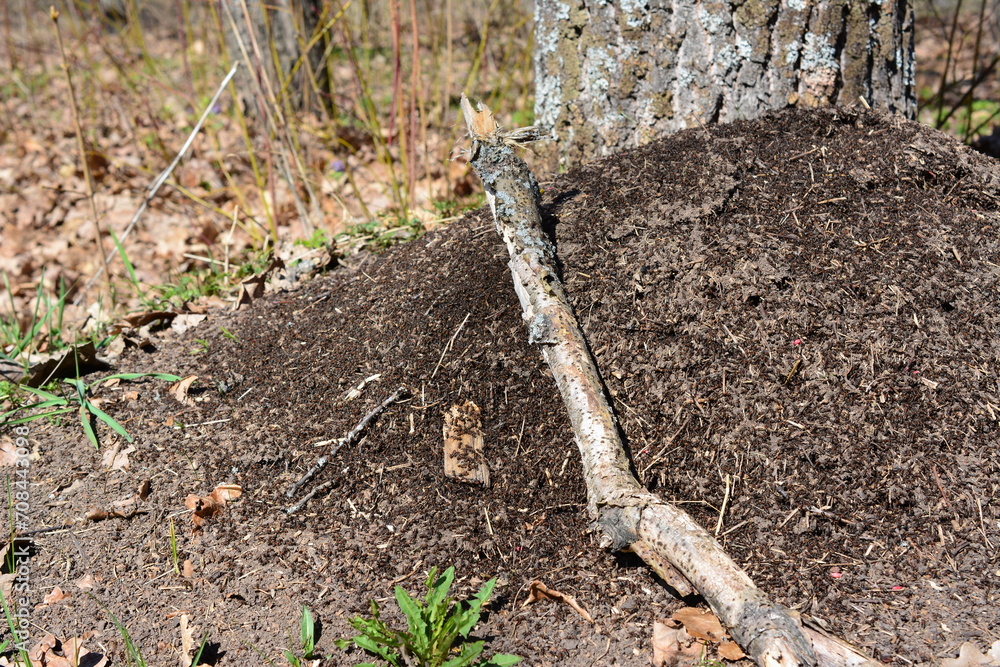 anthill under tree isolated in the forest close up anthill under tree isolated in the forest close up