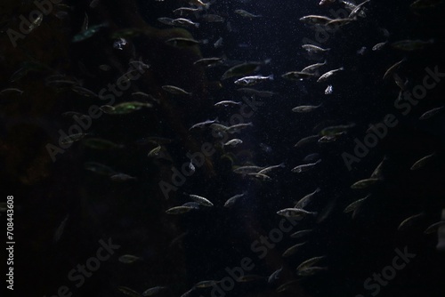Fototapeta Naklejka Na Ścianę i Meble -  Underwater dark abstract background, light reflected from little silver fish. Underwater world, aquarium, sea, ocean. Animal and sea concept