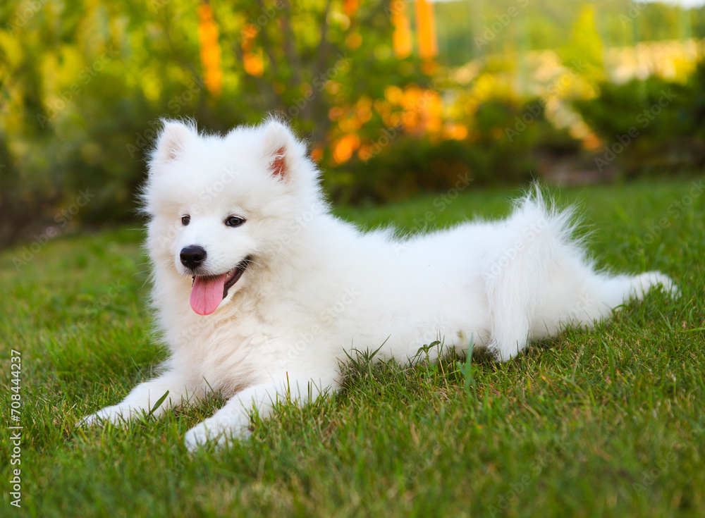 Funny Samoyed puppy in the summer garden