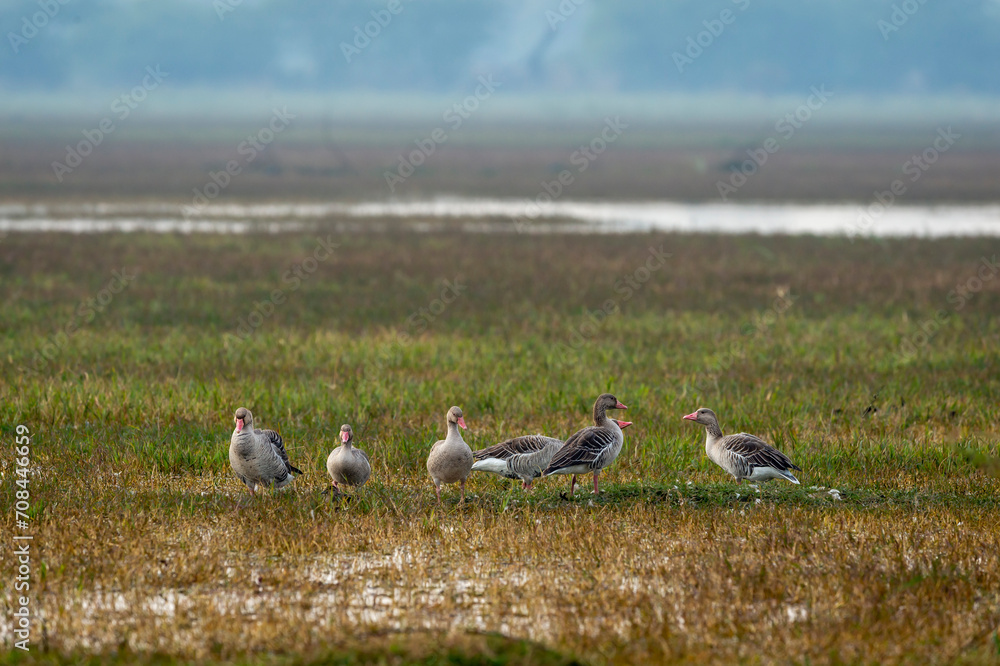 Obraz premium Greylag goose or Anser anser flock of birds or family in open grass field and wetland of keoladeo national park or bharatpur bird sanctuary rajasthan india
