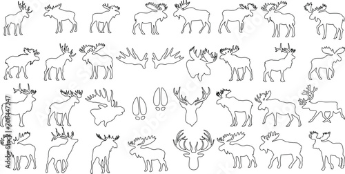 Moose, vector illustration collection, various poses of moose, activities, perfect for web graphics, banners, templates. Detailed, scalable, editable moose drawings © Arafat