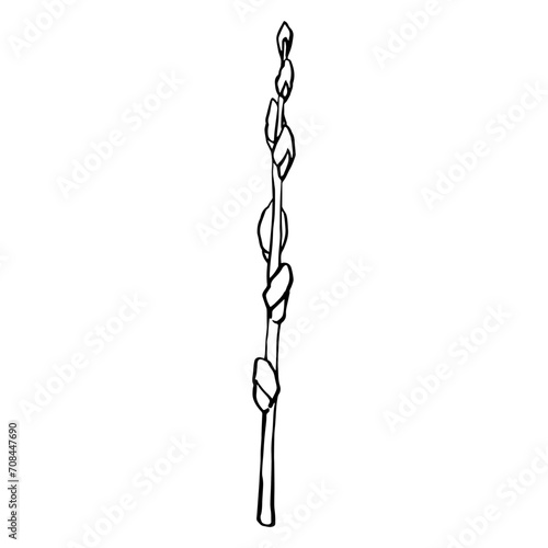 Black contour linear silhouette willow branches isolated on white background. Vector simple line graphic illustration spring plants. simple drawing plant element for the design