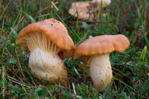 Edible mushroom Cuphophyllus pratensis in the grass. Known as Meadow Waxcap, meadow waxy cap or salmon waxy cap. Wild orange-yellow mushrooms in the forest meadow.