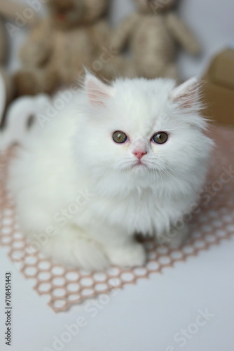 Wallpaper Mural Beautiful White kitten. British longhair cat Torontodigital.ca