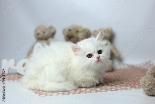 Wallpaper Mural Beautiful White kitten. British longhair cat Torontodigital.ca