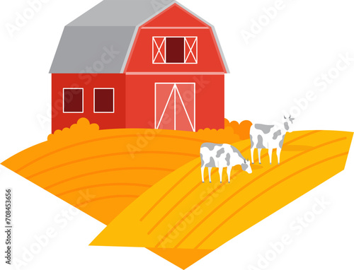 Red barn with gray roof on yellow farm field, three white cows grazing. Rural landscape with livestock, farm life vector illustration.