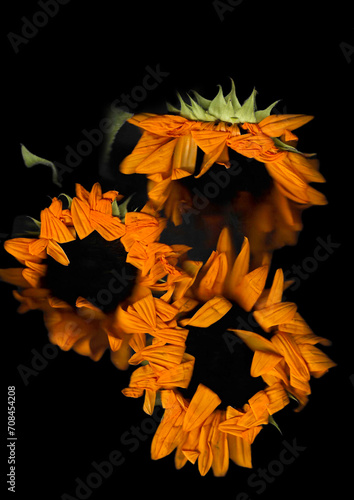 Flower scan background. Scanned flat sunflower bouquet. Glitchy abstract distorted flowers. Colorful bright photocopy with scanner noise effect for advertising, poster or postcard.