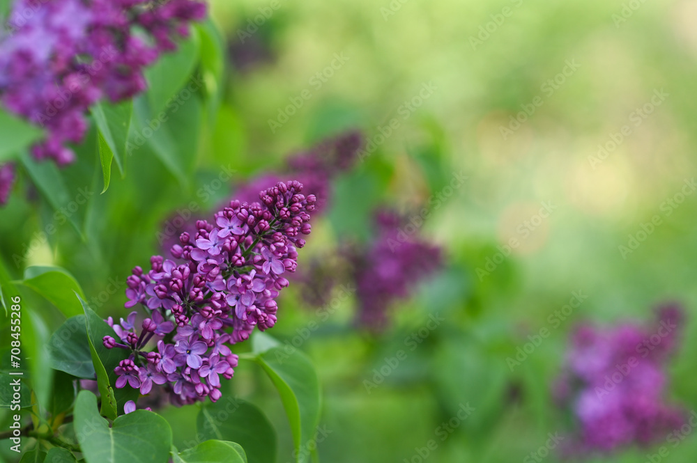 A sprig of lilac flowers in close-up. A sprig of lilac flowers in close-up.