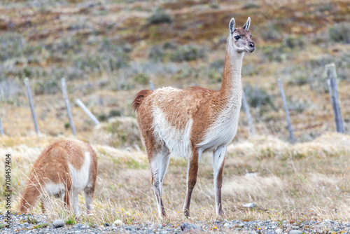 Nice view of the beautiful, wild Guanaco on Patagonian soil.