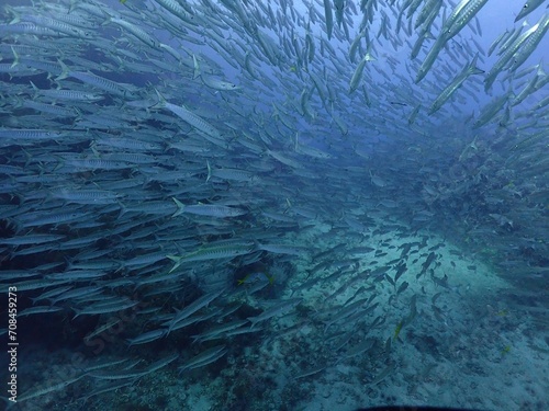 barracuda school