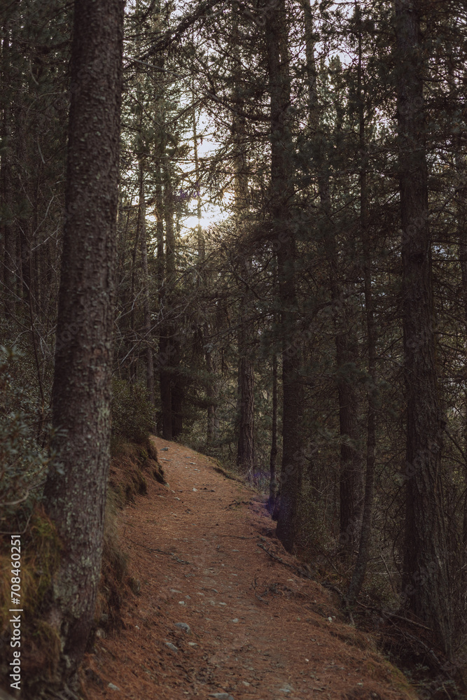 footpath in the woods