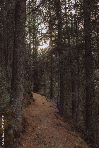 footpath in the woods © Nicolli D'Orazio