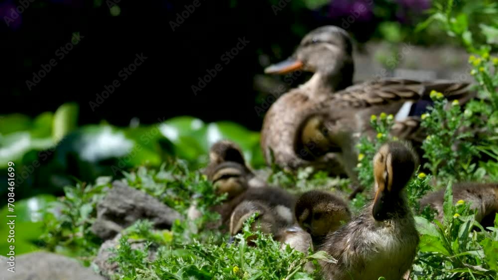 A wild mother duck with cute newborn ducklings A wild mother duck with cute newborn ducklings