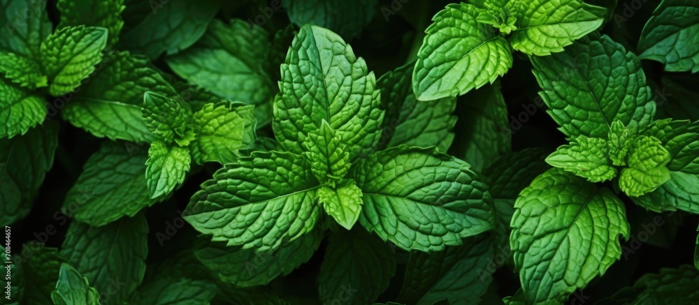 Mint leaves. Herbs for tea and healing. Mint leaves. Herbs for tea and healing.