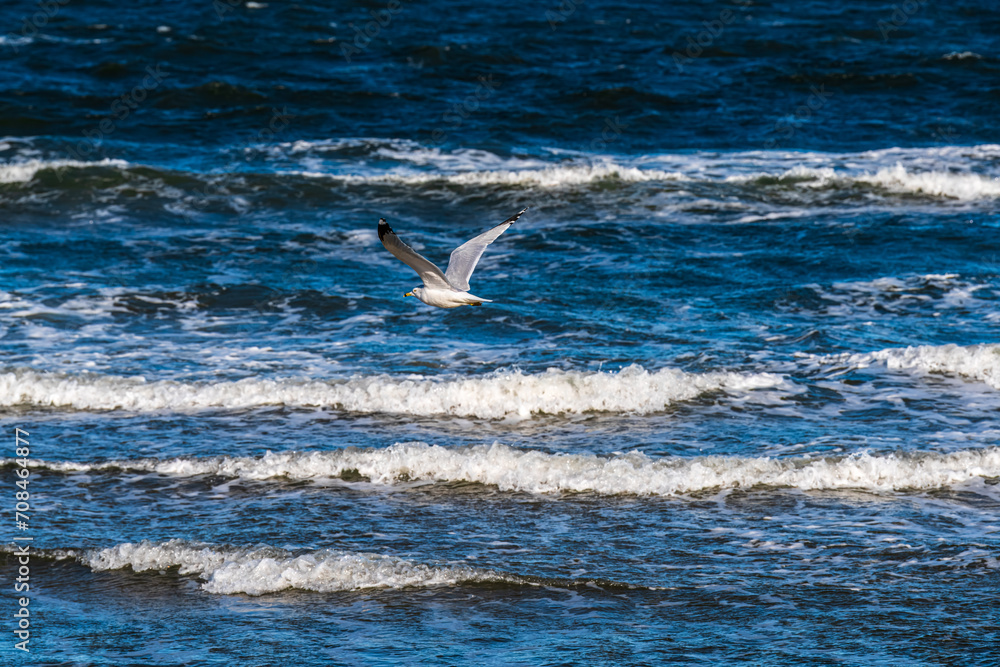 Naklejka premium seagull in flight