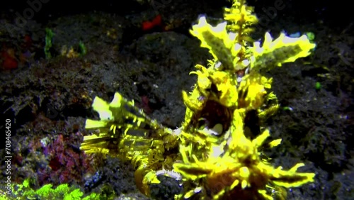 Paddle flap scorpionfish in yellow version photo