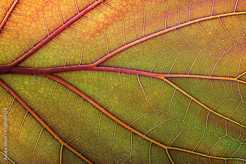 autumn leaf texture, browne...