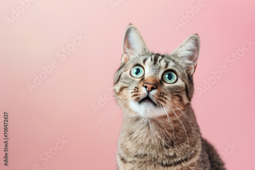  Cute Curious Tabby Cat Against Pink Backdrop Copy Space