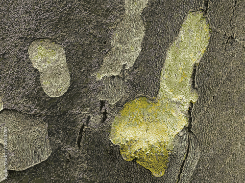 Vector illustration of the texture of the bark of an oriental plane tree or Platanus orientalis in Latin. Natural military background.