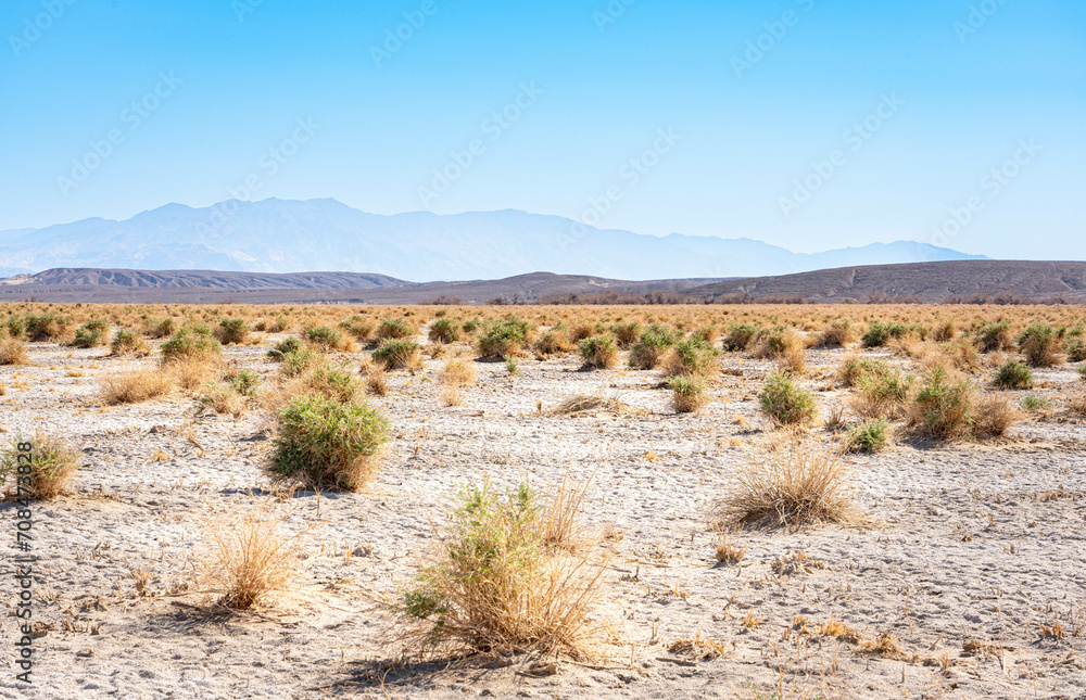 Desert and pluchea sericea shrub at Devils Cornfield. Arrow weed growing in the Devil's Cornfield, Death Valley National Park, California, United States.