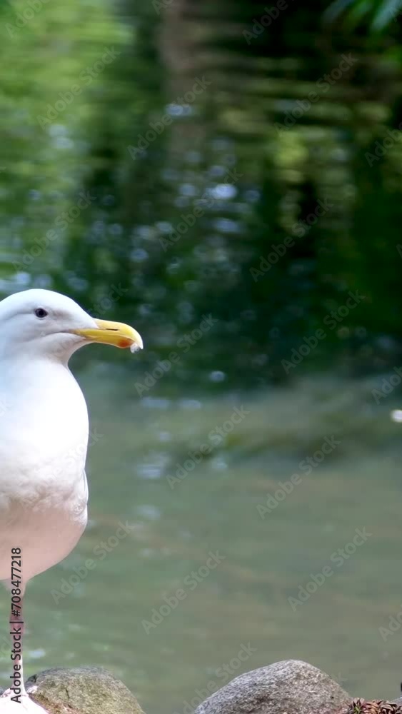 A large beautiful white seagull walks on the shore of a clear blue sea over the sand A large beautiful white seagull walks on the shore of a clear blue sea over the sand