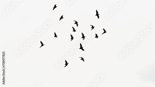 flock of birds flying sill photo