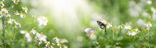 Canvas Print Nature of butterfly and flower in garden using as background butterflies day cov