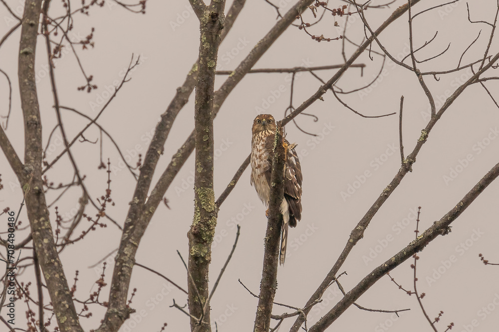Juvenile Coopers Hawk perched on a tree branch Juvenile Coopers Hawk perched on a tree branch